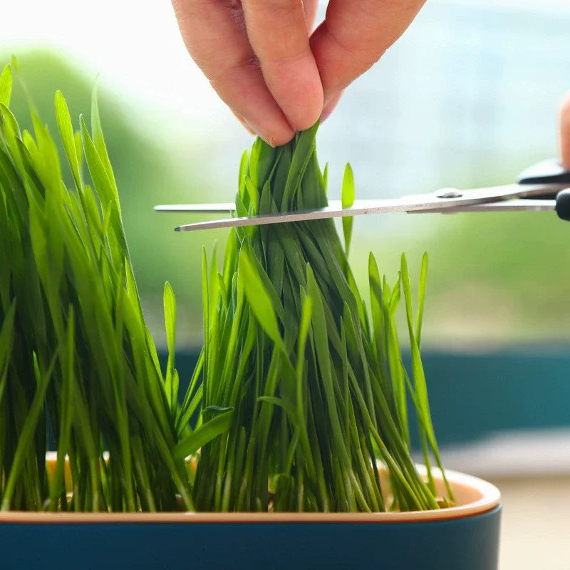 Cat Grass Planter Box Hydroponic Pet Grass Growing Tray Kit - 4