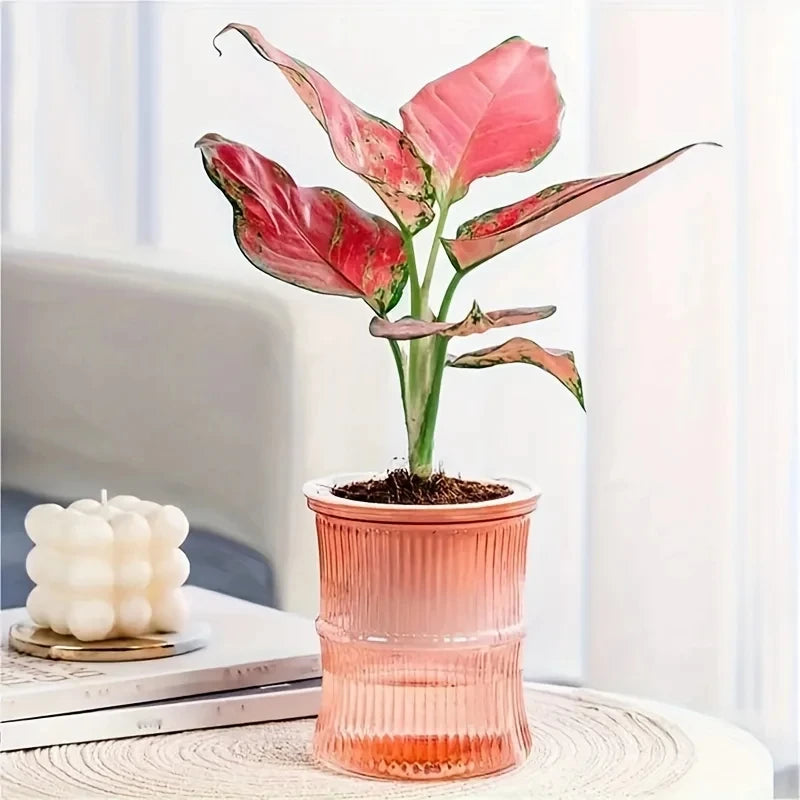 Self Watering Planter Pot Transparent Lazy Hydroponic Flower Vase - 9