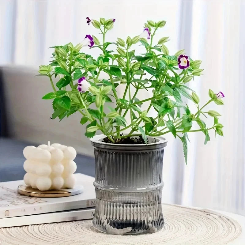 Self Watering Planter Pot Transparent Lazy Hydroponic Flower Vase